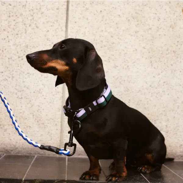 HAY Dogs Collar Flat