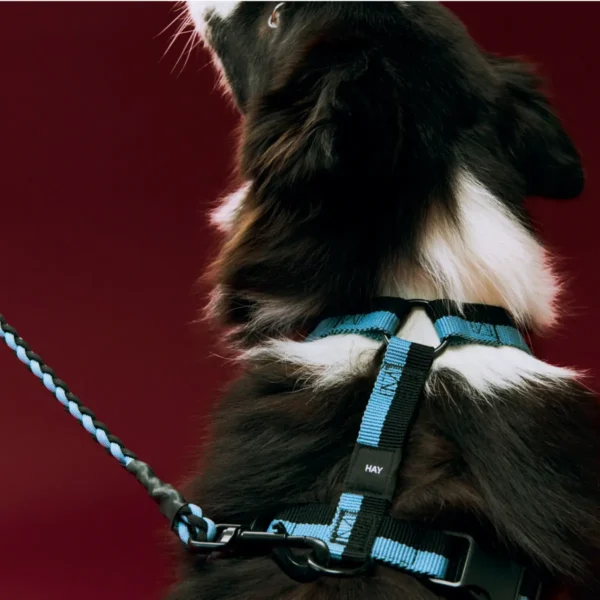 HAY Dogs Harness