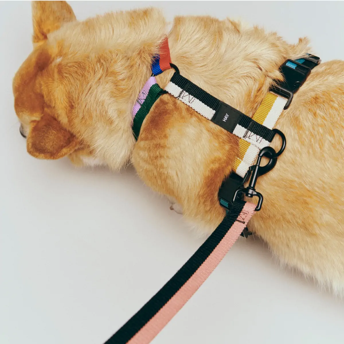 HAY Dogs Harness_02