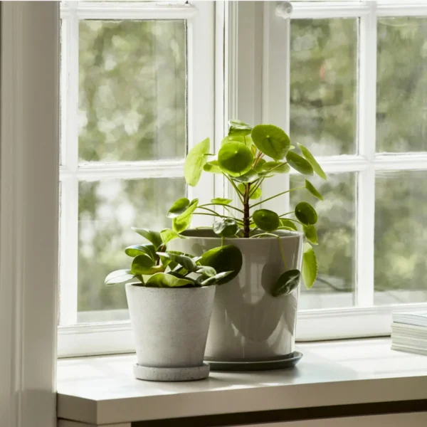 Flowerpot with Saucer