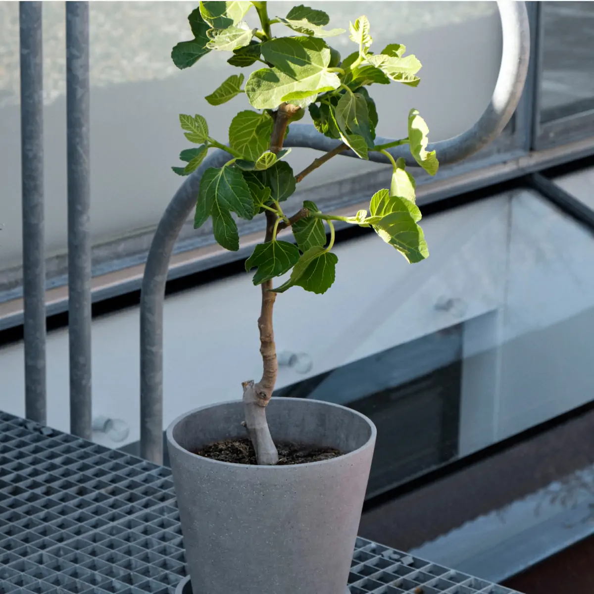 Flowerpot with Saucer_02 (2)