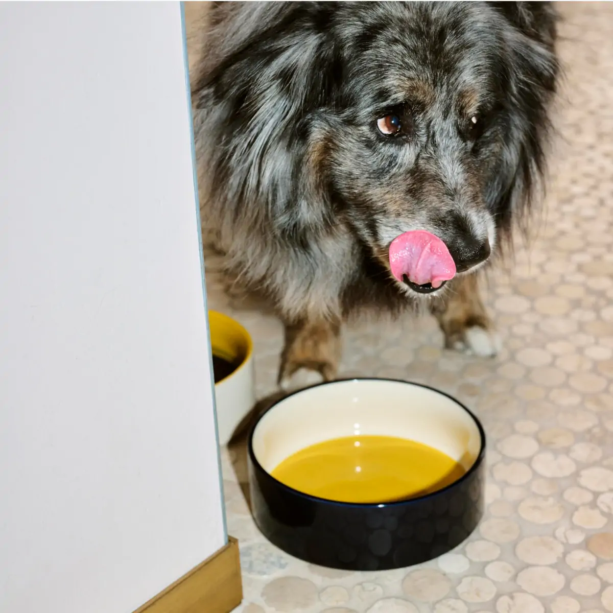 HAY Dogs Bowl_02 (2)